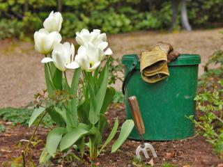 Fertilizer for tulip bulbs