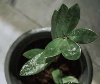 Drops on zamioculcas leaves