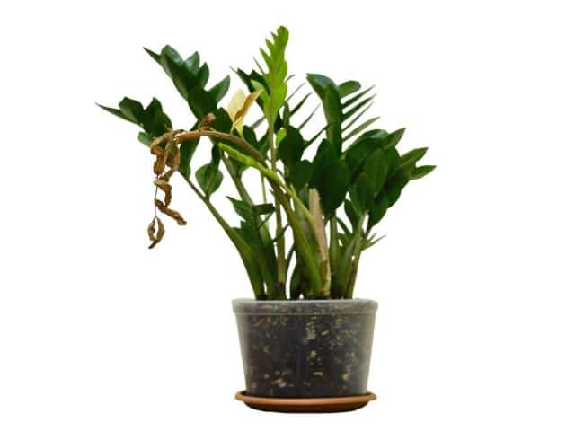 Zamioculcas stem dying