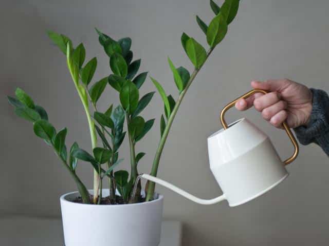 Zamioculcas watering