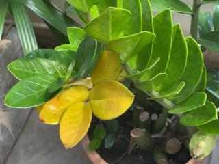 ZZ plant yellow leaves