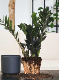 Repotting ZZ plant