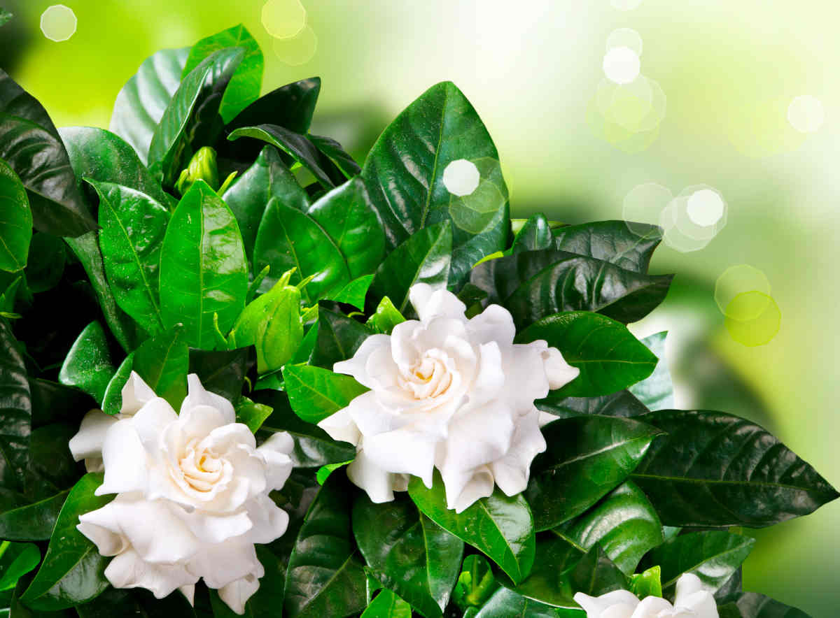 Gardenia jasminoides