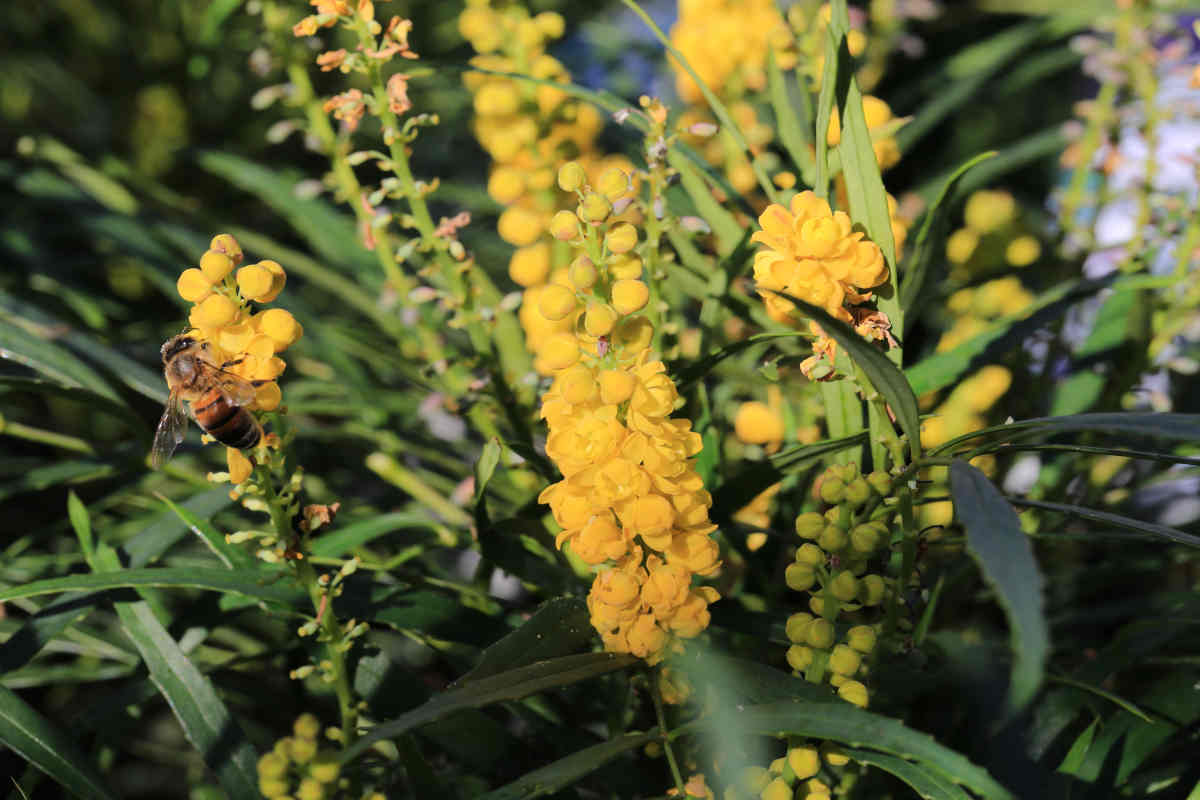 Mahonia eurybracteata