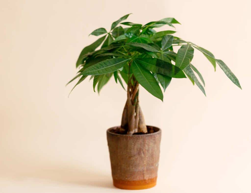 Pachira aquatica - Money tree