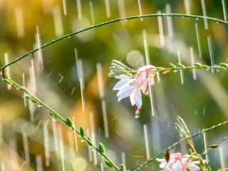 Watering gaura