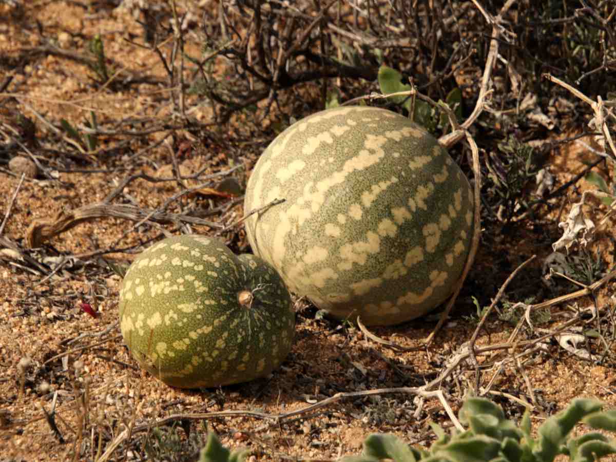 What is citron melon