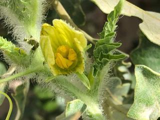 Citron melon flower