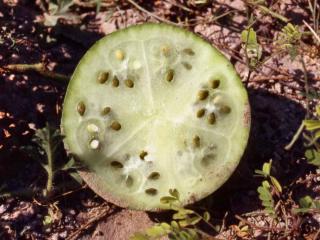 Citron melon fruit