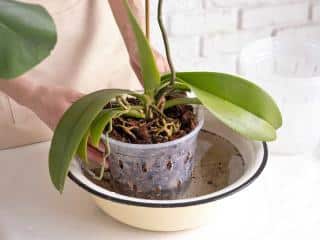 Dunking an orchid in a bowl