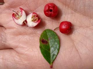 Benefits of Gaultheria