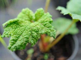 Pot gunnera