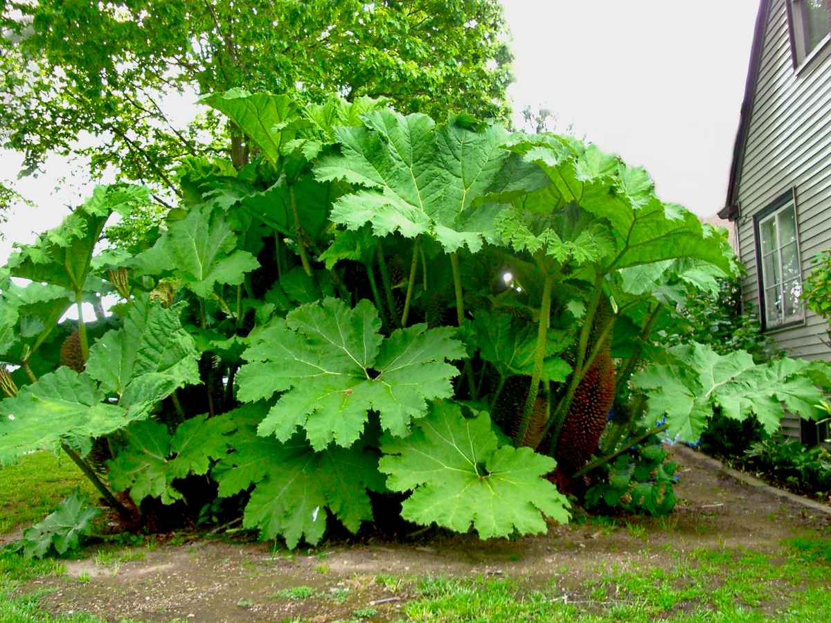 Gunnera