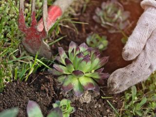 Sempervivum houseleek care