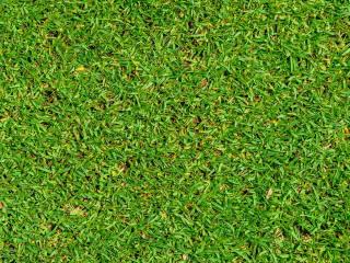 Plant kikuyu instead of grass