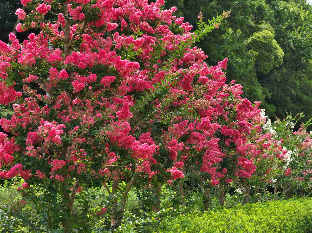 lagerstroemia