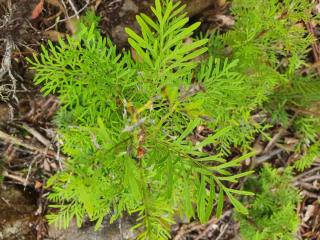 Planting lomatia tinctoria