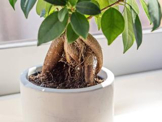 Ficus Microcarpa care