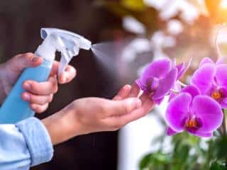 Orchid misting spraying