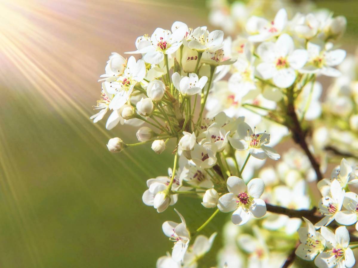 Ornamental pear