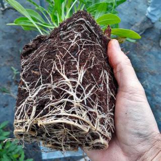 Root development in peat-like soil mix