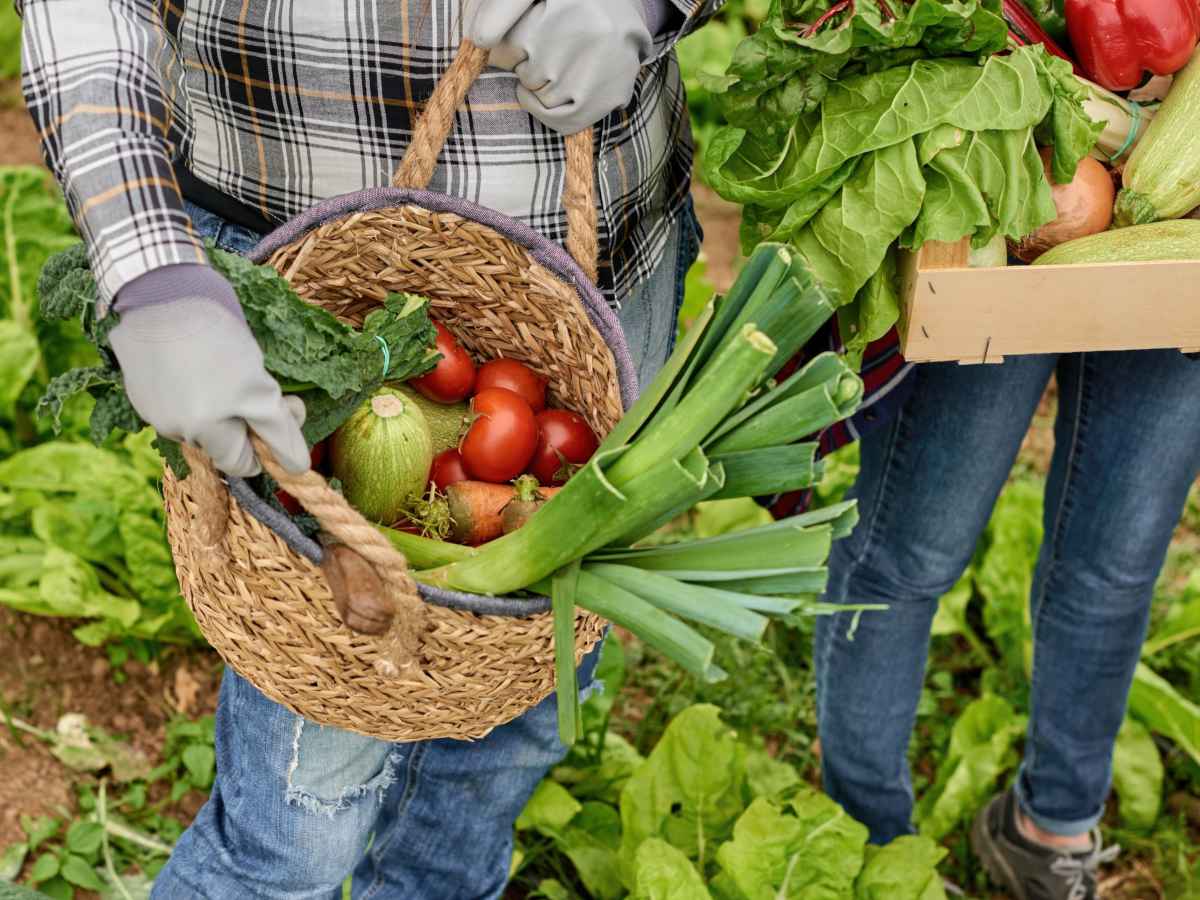 Perennial vegetables