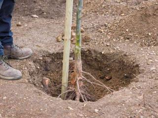 Planting flower pear