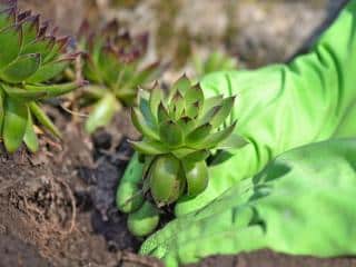 Houseleek planting