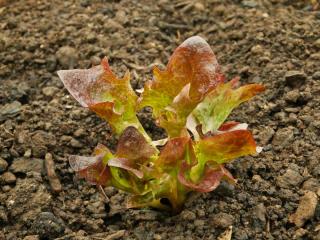 Oakleaf lettuce planting