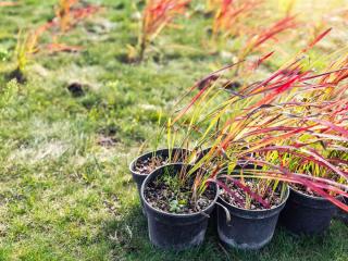 Planting red baron grass