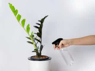 Watering Raven Zamioculcas Zamiifolia