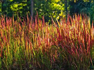 Blood grass, red baron