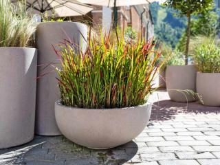 Red baron in pot