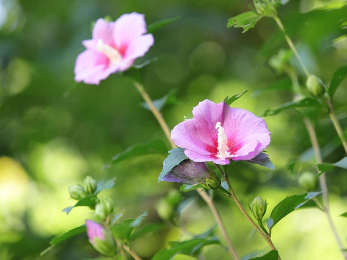 Rose of sharon hibiscus