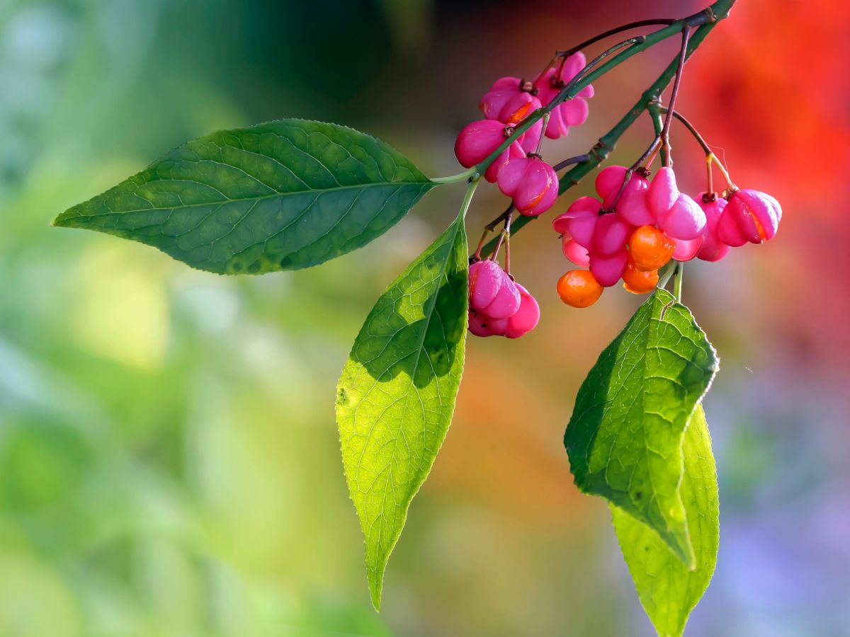 Spindle bush