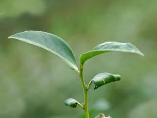 Tea tree benefits