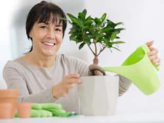 Watering ficus Ginseng