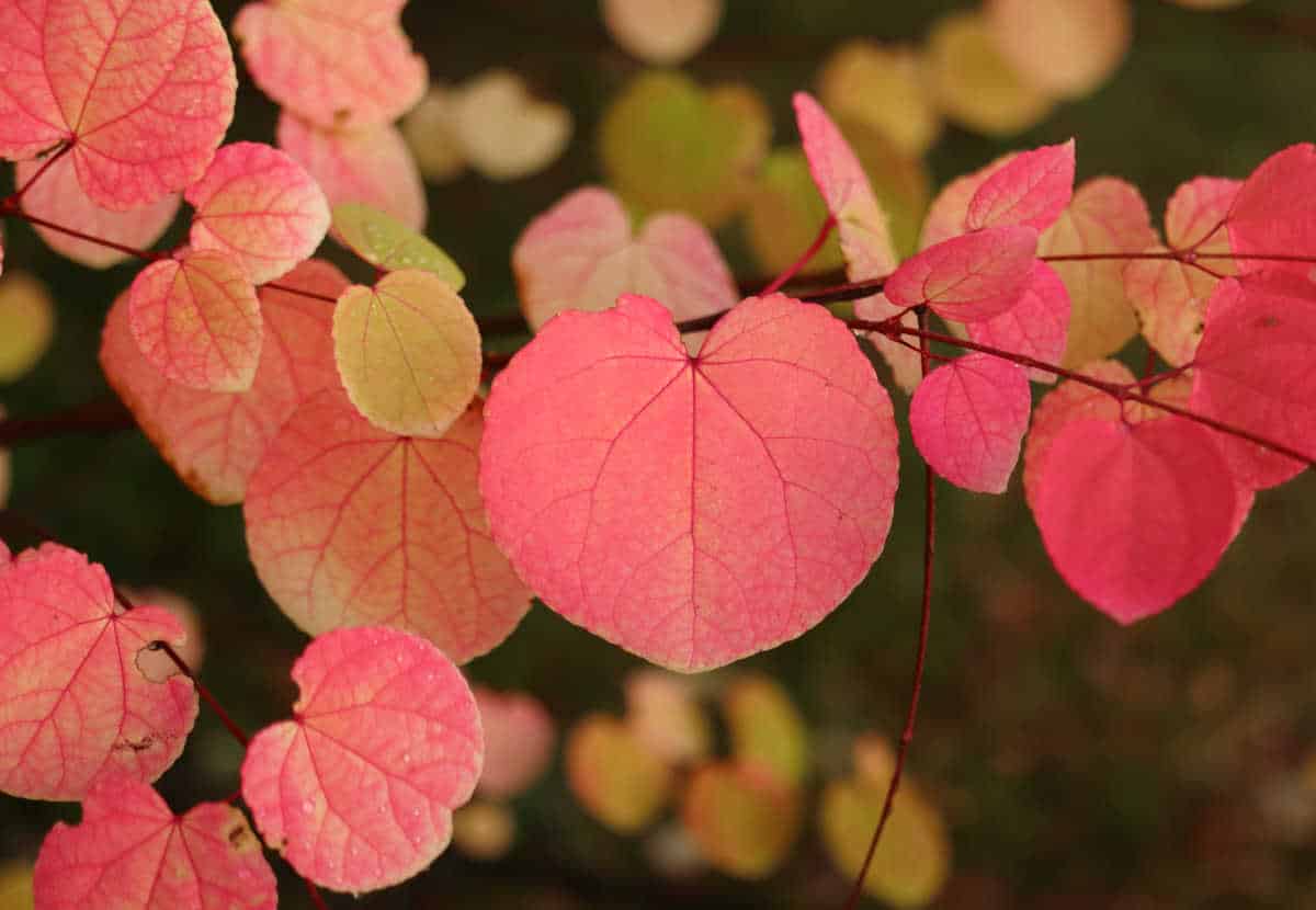 Katsura tree