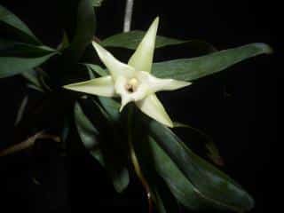 White star of Bethlehem