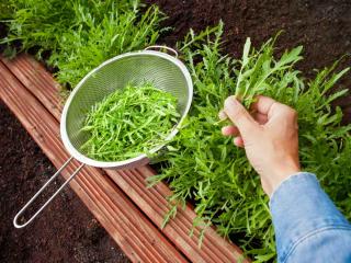Arugula thinning