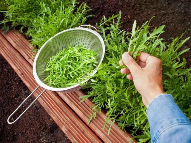 Arugula thinning