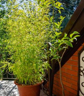 bamboo in pots - containers