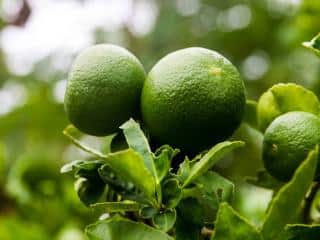 Bergamot tree container