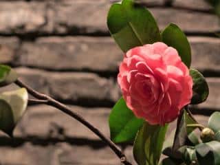 camellia in a pot