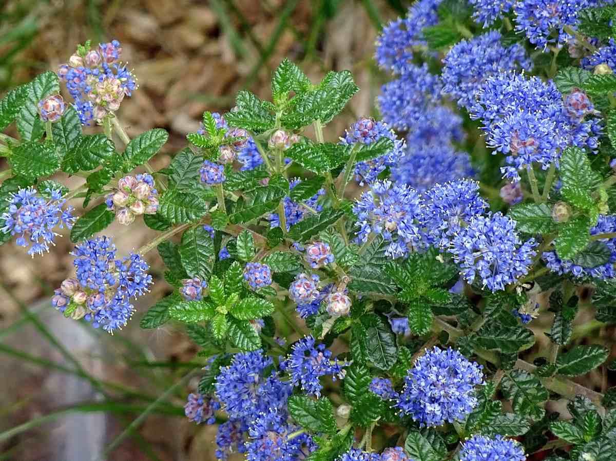 ceanothus