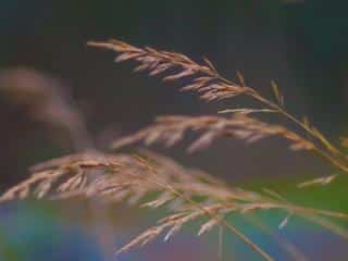 Fescue propagation