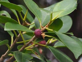 Fruit on ficus microcarpa