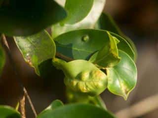 Ficus microcarpa diseases