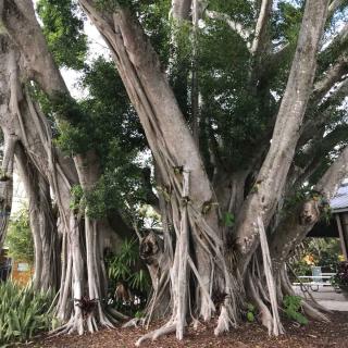 Varieties of Ficus microcarpa