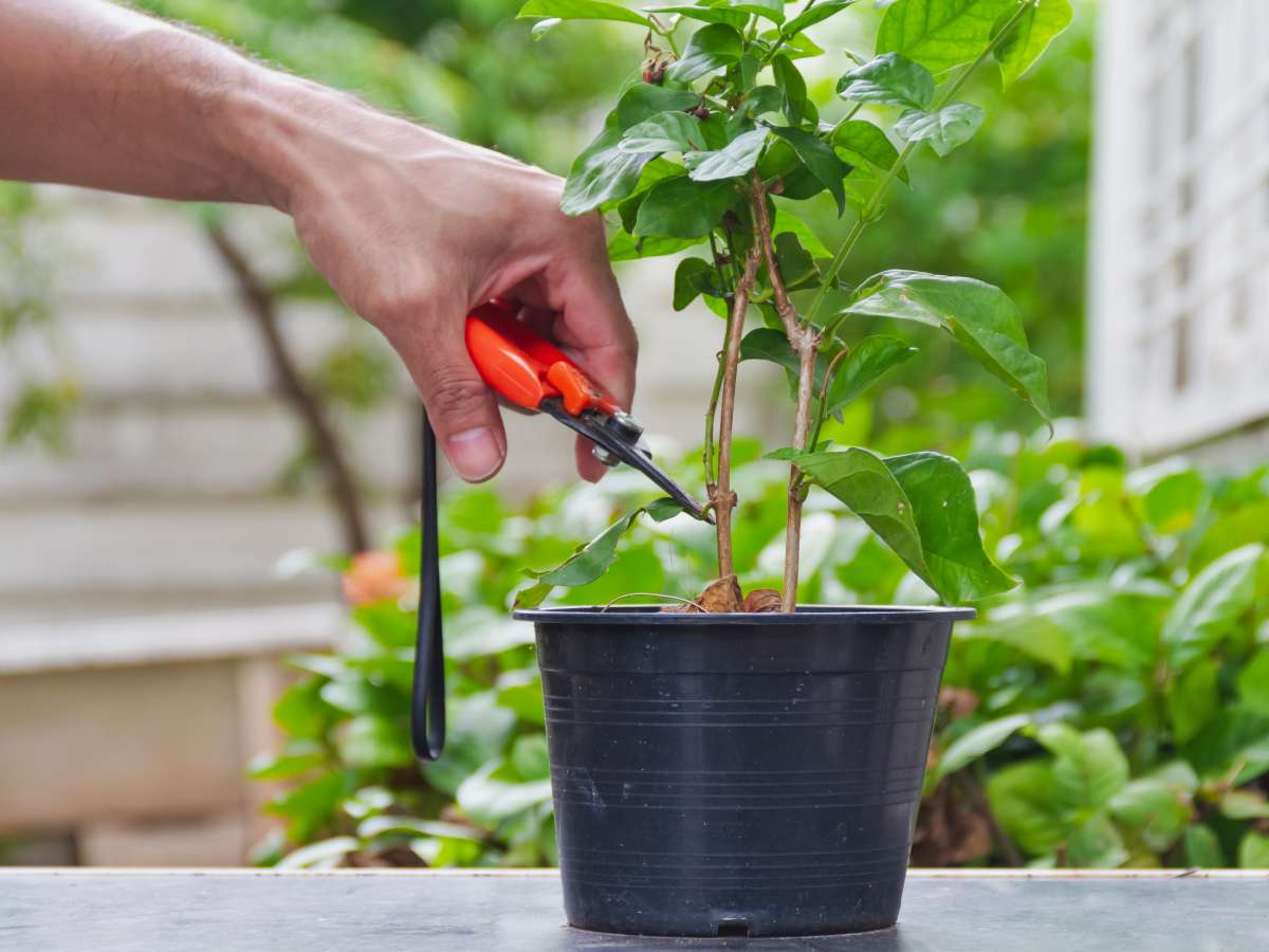 Propagation gardenia